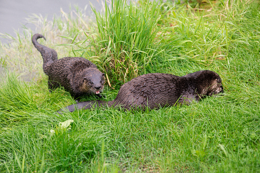 Two Otters laying side by side on a grass bank. enjoying the sun and each others company.
