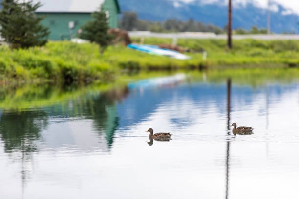 Couple of ducks are swimming in the pond
