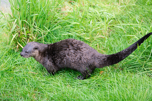 Close up of an Otter sitting on grass bank