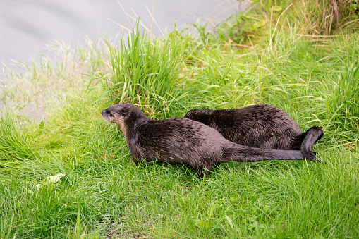 Cute close up portrait of an Asian or Oriental small clawed otter Aonyx cinerea with out of focus background