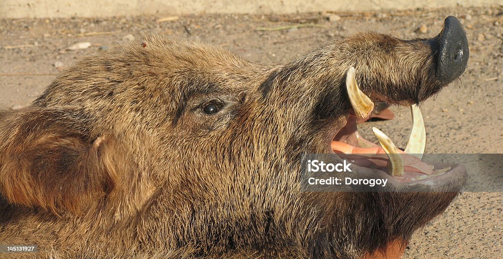 Boar Nahaufnahme. Wild Schweinchen Gesicht - Lizenzfrei Streunende Tiere Stock-Foto