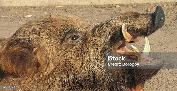 Boar Nahaufnahme Wild Schweinchen Gesicht Stockfoto und mehr Bilder von Streunende Tiere - Streunende Tiere, Schwein, Eber