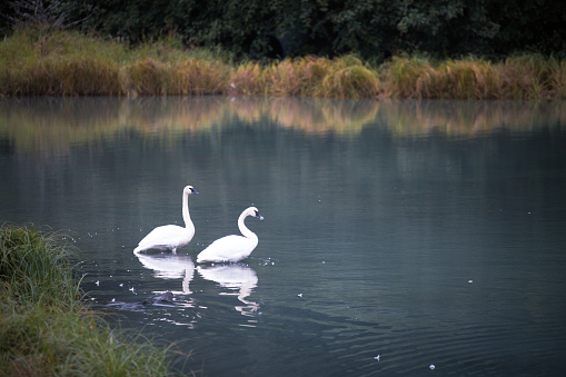 Pair of swans swimming in a Lake