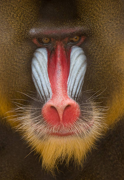 Baboon, Mandrill, with Colorful Face and Fir stock photo