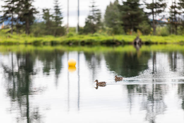 Couple of ducks are swimming in the pond