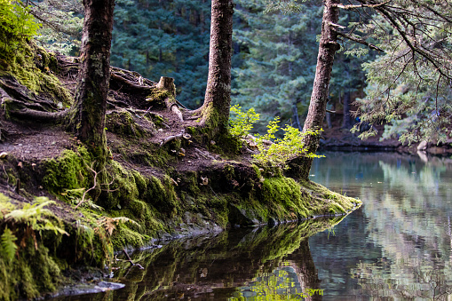 Peaceful pond in the Kenai Fjords National Park, Alaska