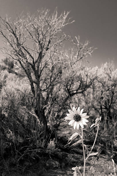 blanco y negro girasol artemisia tridentata en nuevo méxico, desierto contraste - single flower flower desert new mexico fotografías e imágenes de stock
