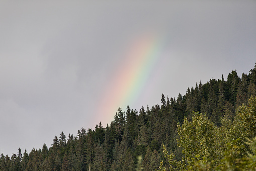 Rainbow in the Wilderness