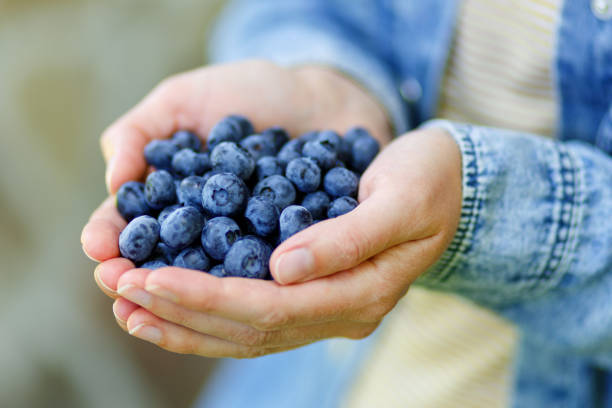 saison de cueillette des baies, une poignée de bleuets mûrs dans des mains féminines, gros plan. - blueberry picking freshness berry photos et images de collection