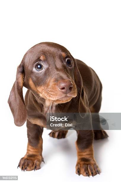Dachshund On White Background Stock Photo - Download Image Now - Animal, Brown, Canine - Animal