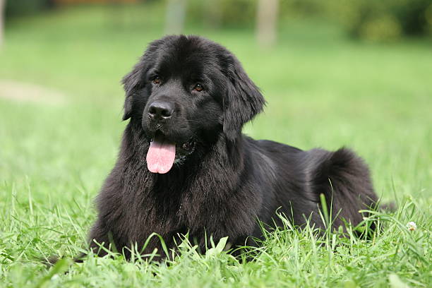 Newfoundland on grass Newfoundland on grass newfoundland dog stock pictures, royalty-free photos & images
