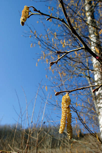birch catkins - forest flower aments blossom - fotografias e filmes do acervo