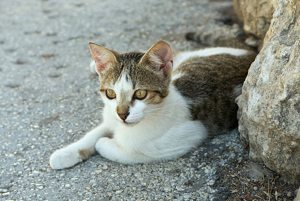 cute cat stock photo