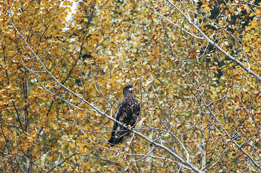 Juvenile Bald Eagle perched on a tree branch