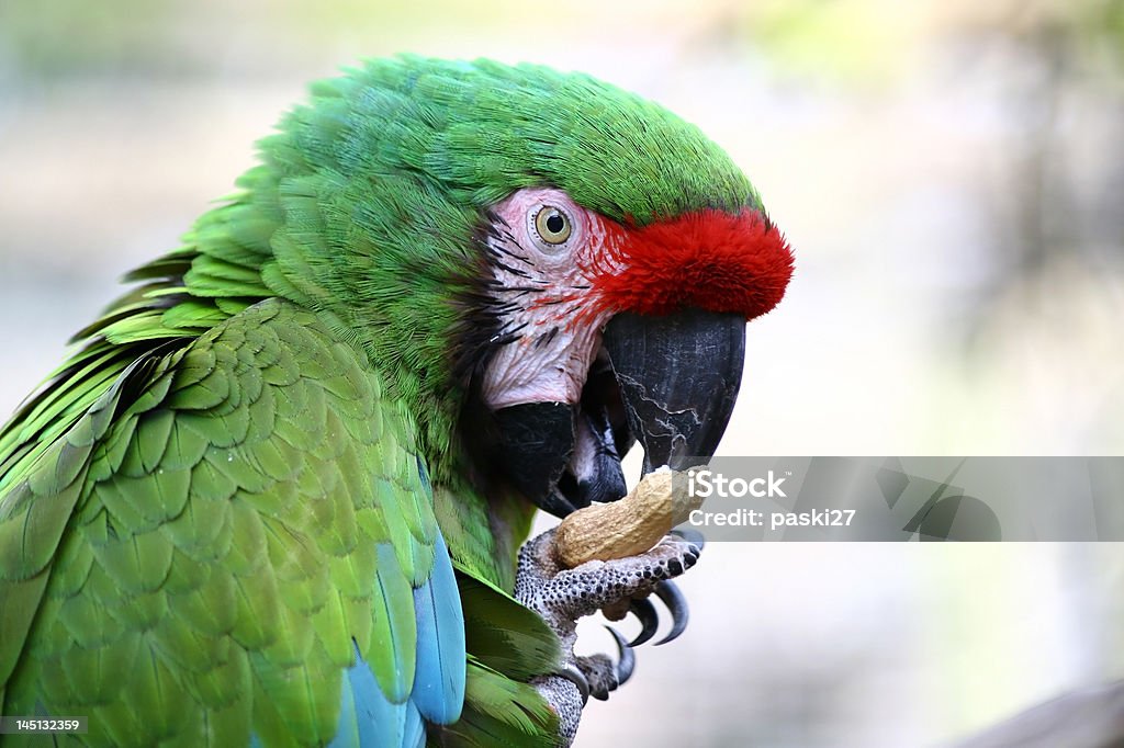 Linda parrot con tuerca 2 - Foto de stock de Aire libre libre de derechos
