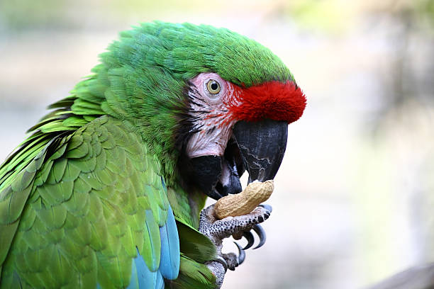 cute parrot with nut 2 stock photo