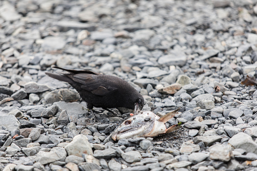 Wild raven eating a fish found on the beach