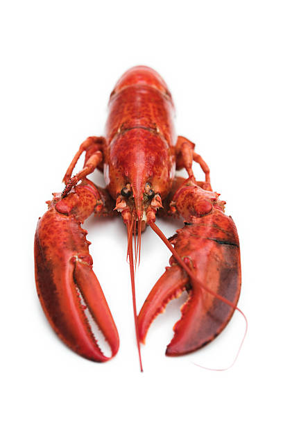 Lobster on white stock photo