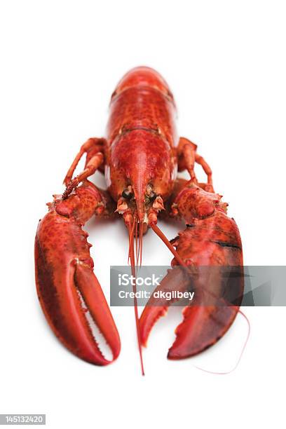 Lobster On White Stock Photo - Download Image Now - Boiled, Claw, Cooked