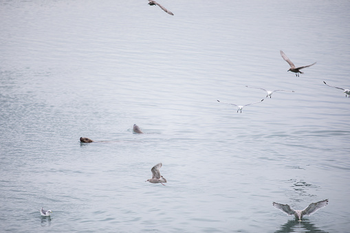 Sea lions fishing salmon in company of seagules, Seward, Alaska