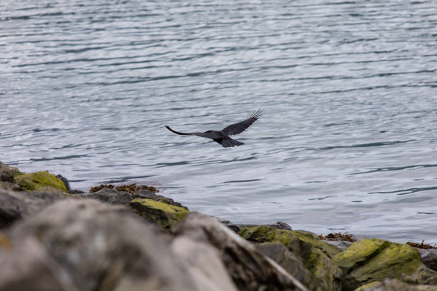 Cormorants enjoy the cold water of this winter