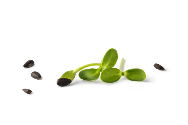 istock Fresh Sunflower microgreens isolated on the white background with seeds. Seed Germination.  Sunflower sprout. 1451325345