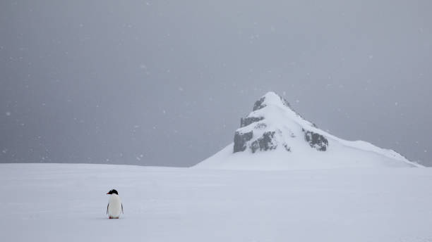 눈 속에 서 있는 단일 젠투 펭귄. 남극 대륙. - bird black penguin gentoo penguin 뉴스 사진 이미지