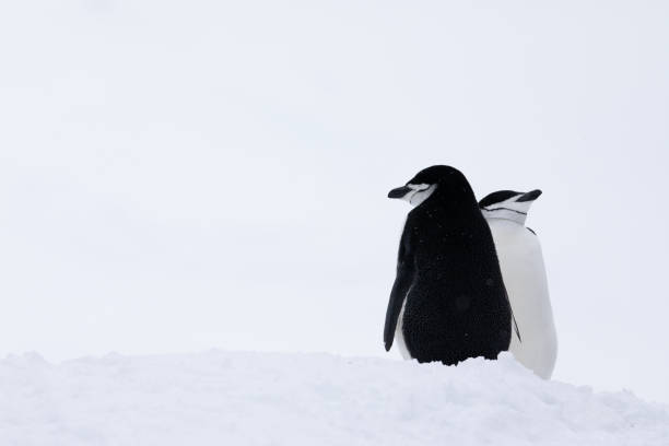 istock Two chinstrap penguins courting in the beginning of spring. Antarctica. 1451325402