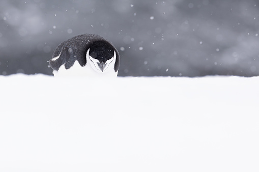 A cute chinstrap penguin sleeping on the snow. Antarctica.