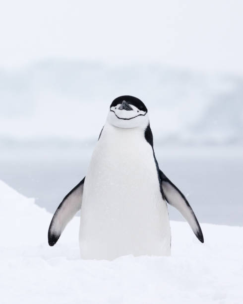 istock A chinstrap penguin standing tall in the snow. Antarctica. 1451325419