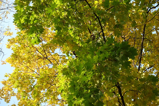 Green and yellow autumnal foliage of maple in October