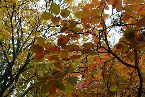 Multicolored autumnal foliage of Cotinus coggygria in November