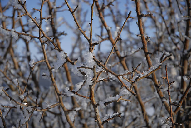 Frosty Branches # 1 stock photo