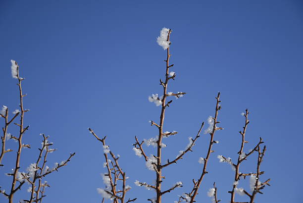 Frosty Branches # 2 stock photo