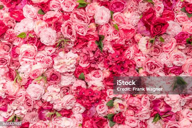 Flowers Stock Photo - Download Image Now - Flower, Rose - Flower, Pink Color