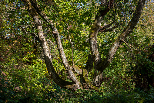 A gnarled tree trunk amidst the lush green of a deciduous forest
