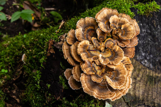 istock Gloeophyllum sepiarium mushroom on the tree into the forest. Rusty gilled polypore 1451329584