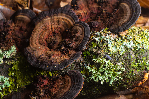 Mushroom called Daedaleopsis growing on sallow wood in the forest.