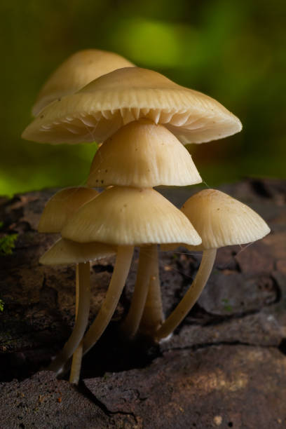 istock Magic mushrooms growing on moss. Most probably Mycena galericulata 1451329952