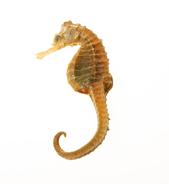 istock sea horse photo 145133097