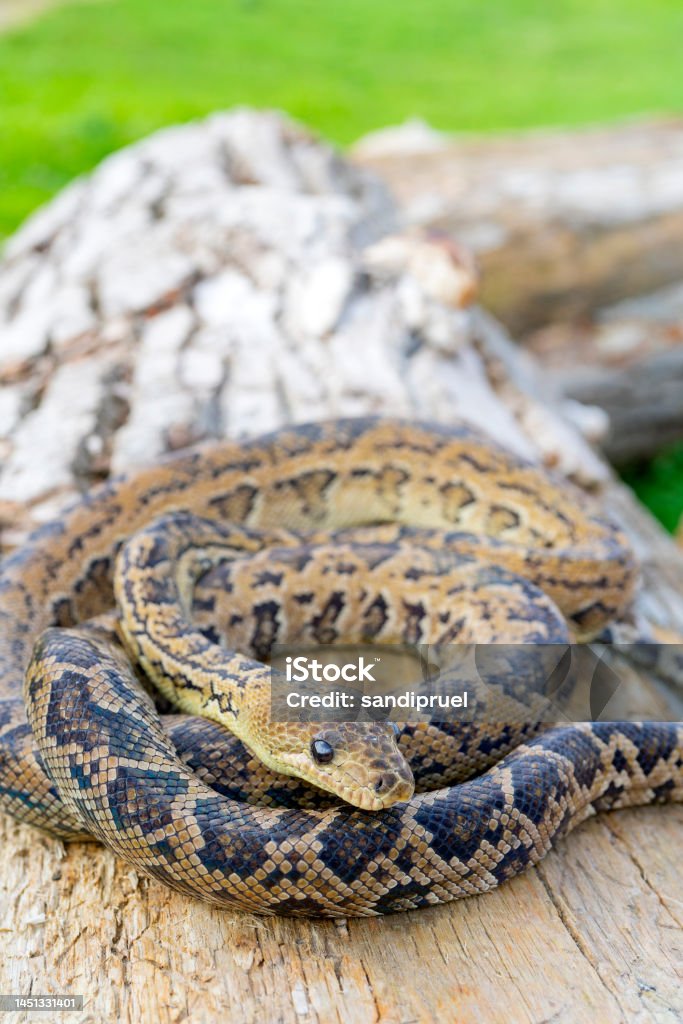 The Snake Chilabothrus Angulifer Stock Photo - Download Image Now ...