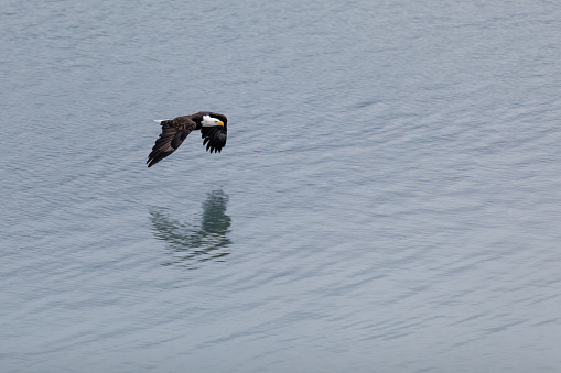 A bald eagle in flight over the ocean