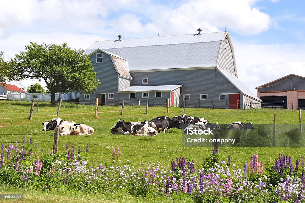 Dairy Farm Dairy cows laying out in front of a barn in a farm field. Agricultural Field Stock Photo