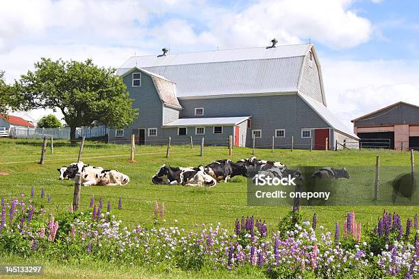 Dairy Farm Stock Photo - Download Image Now - Agricultural Field, Agriculture, Barn