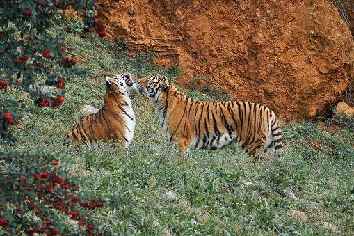 beautiful bengal tiger specimens on grass in cabarceno natural park, in cantabria, spain, europe