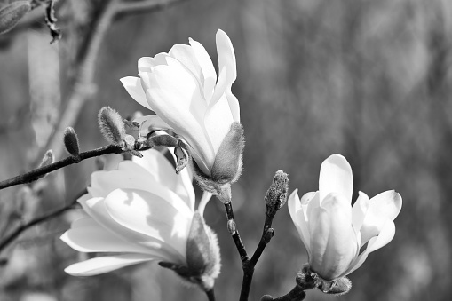 Magnolia blossom on a magnolia tree taken in black and white. Magnolia trees are a true splendor in the flowering season. An eye catcher in the landscape