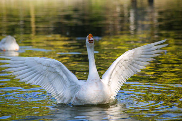 istock Duck flying in the water 1451337536
