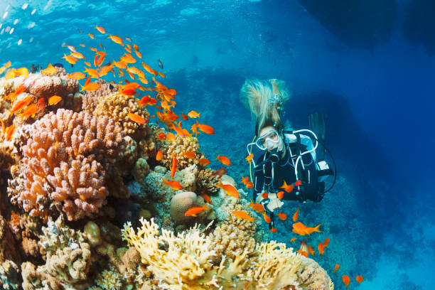 istock Underwater  Scuba diver explore and enjoy  Coral reef  Sea life 1451337907