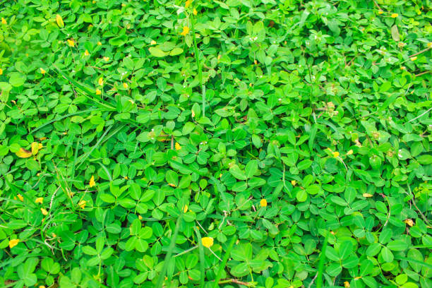 istock Green leaves background. (Wild Peanut) Arachis duranensis  to replace grass. Small yellow flowers 1451339937