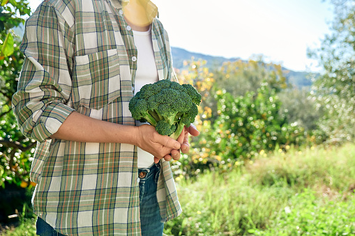 Woman holding ripe fresh green broccoli harvested in vegetable garden. Seasonal healthy eating. Organic gardening.